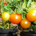 tomaten,tomatentopf,blumentopf,erde,gemüsepflanzen,topf,hochbeeterde,verwenden