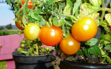 tomaten,tomatentopf,blumentopf,erde,gemüsepflanzen,topf,hochbeeterde,verwenden